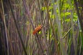 Bird in bamboo forest Royalty Free Stock Photo