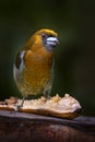 Bird, banana feeder. Prong-billed barbet, Semnornis frantzii, large-billed bird native to humid highland forest of Costa Rica.