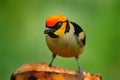 Bird with banana fruit. Tanager feeding behavour in the nature. Flame-faced tanager, Tangara parzudakii, sitting on beautiful