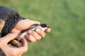 Bird banding by ornithologists during their migration