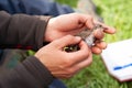 Bird banding by ornithologists during their migration through europe