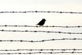 Bird on barbed wire Royalty Free Stock Photo