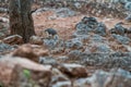 Bird Bare cheeked Babbler eating insects on the ground. Royalty Free Stock Photo