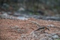 Bird Bare cheeked Babbler eating insects on the ground. Royalty Free Stock Photo