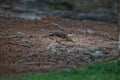 Bird Bare cheeked Babbler eating insects on the ground. Royalty Free Stock Photo