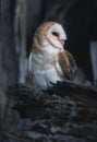 Bird-Barn owl Royalty Free Stock Photo