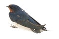 Bird barn swallow Hirundo rustica or swift isolated on a white