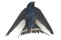 Bird barn swallow Hirundo rustica or swift isolated on a white