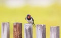 Bird the barn swallow is sitting on an old wooden fence on a Su Royalty Free Stock Photo