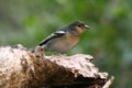 Bird at Barranco de la Galga Royalty Free Stock Photo