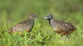 Bird, Barred Buttonquail Turnix suscitator