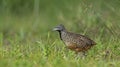 Bird, Barred Buttonquail Turnix suscitator