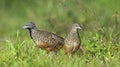 Bird, Barred Buttonquail Turnix suscitator