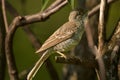 Bird - Barred Warbler Sylvia nisoria sitting on a branch of a bush sunny summer morning.