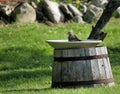 Bird bath Royalty Free Stock Photo