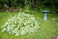 Bird Bath Royalty Free Stock Photo