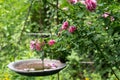 Bird bath on chains with roses Royalty Free Stock Photo