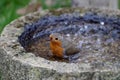 the robin lets the water splash