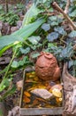 A bird bath in a quiet place in a garden Royalty Free Stock Photo