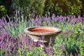 Bird bath surrounded by lavender Royalty Free Stock Photo