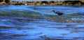 Bird at beach Royalty Free Stock Photo