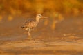 Bird on the beach in evening light, unset. Whimbrel, Numenius phaeopus on the tree trunk, walking in the nature forest habitat. Royalty Free Stock Photo