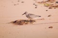 Bird at beach freespace Royalty Free Stock Photo