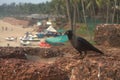 Bird at Beach, Goab jh