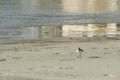 Bird beach Sanderling searching crab in Oman - Calidris alba Royalty Free Stock Photo