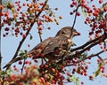 Bird Beak Berry