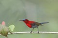 BIRD Beautiful (Crimson sunbird) perching on branch