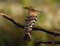 BIRD Beautiful Eurasian Hoopoe perching on branch.