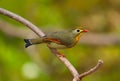 Bird Beautiful red billed leiothrix.