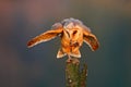 Bird behaviour. Barn owl with catch mouse. Bird in nice orange light. Autumn forest, beautiful bird. Owl, wildlife animal scene, n