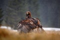 Bird behaviour in the nature. Behaviour scene with brown bird of prey, eagle with catch, Russia, Europe. Golden Eagle feeding on