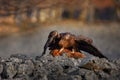 Bird behaviour, nature wildlife. Golden Eagle, Aquila chrysaetos, feeding on killed Red Fox high on the stone in the mountains Royalty Free Stock Photo
