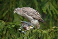 Bird behaviour. Bird of prey Goshawk kill jay on green spruce tree. Feeding scene with bird and catch. Goshawk, forest habitat. Ha Royalty Free Stock Photo