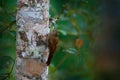 Bird behaviour, woodcreeper catch butterfly. Lepidocolaptes lacrymiger, Montane Woodcreeper on the tree trunk in the tropic