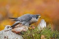 Bird behavour, falcon with catch bird. Bird of prey Peregrine Falcon feeding kill pheasant on the rock with yellow autumn backgrou