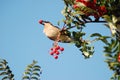 Bird with Berry in its beak