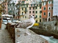 Bird with beutifull nature and city