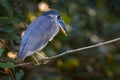 Bird with big bill in the dark forest, Widllife scene from Central America. Boat-billed heron, Cochlearius cochlearius, sitting on Royalty Free Stock Photo