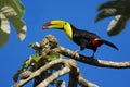 Bird with big bill Keel-billed Toucan, Ramphastos sulfuratus, with food in beak, in habitat with blue sky, Belize