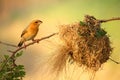 Bird with bird`s nest Royalty Free Stock Photo