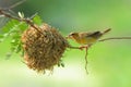 Bird and bird's nest Royalty Free Stock Photo