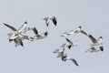 Bird, Bird of Thailand, Migration birds Brown-headed Gull