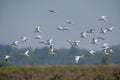 Bird, Bird of Thailand, Migration birds Gull-billed Tern