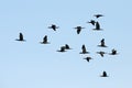 Bird, Bird of Thailand, Migration birds Indian Cormorant Royalty Free Stock Photo