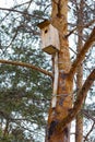 Bird birdhouse