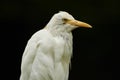 Bird on black background